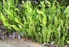 Tarcoolaplants-34.jpg; ?>